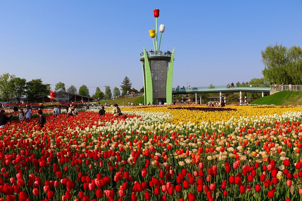 🌷 도나미 튤립 공원(도나미 튤립 코엔) 이미지 6